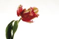 Tulip Flaming Parrot, close-up