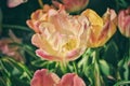 Tulip floer in Japan Royalty Free Stock Photo