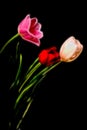 Tulip Floral arrangement Royalty Free Stock Photo