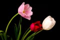 Tulip Floral Arrangement Royalty Free Stock Photo