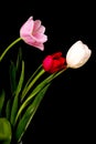 Tulip Floral Arrangement Royalty Free Stock Photo