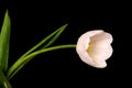 Tulip Floral Arrangement Royalty Free Stock Photo