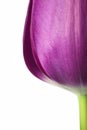 Tulip flower Royalty Free Stock Photo