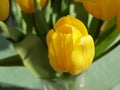 Tulip flower