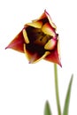 Tulip flower