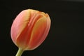 Tulip flower Royalty Free Stock Photo