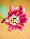 Tulip flower