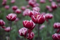 Tulip flower background