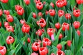 Field of red tulips Royalty Free Stock Photo