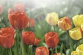 Tulip flower with background of green leaves in tulip field on summer or spring day for beauty postcard decoration Royalty Free Stock Photo