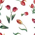 Watercolor red tulips on a white background. Floral seamless pattern for design. Royalty Free Stock Photo