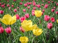 Tulip Flower. Beautiful bouquet of tulips. colorful tulips. tulips in spring at the garden,colorful tulip,Nature Royalty Free Stock Photo