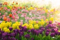 Tulip flower Royalty Free Stock Photo