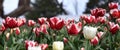 Beautiful tulips in tulip field with green leaf Royalty Free Stock Photo