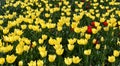 Beautiful tulips in tulip field with green leaf