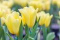 Tulip flower. Beautiful tulips in tulip field with green leaf background at winter or spring day. Royalty Free Stock Photo