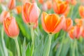 Tulip flower. Beautiful tulips in tulip field with green leaf background at winter or spring day. broken tulip Royalty Free Stock Photo