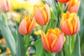 Tulip flower. Beautiful tulips in tulip field with green leaf background at winter or spring day. broken tulip Royalty Free Stock Photo