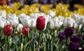 Beautiful tulips in tulip field with green leaf Royalty Free Stock Photo