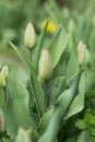 Tulip flower. Beautiful tulips flower in tulip field at winter or spring day. Colorful tulips flower in the garden. Beautiful tuli Royalty Free Stock Photo