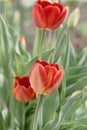 Tulip flower. Beautiful tulips flower in tulip field at winter or spring day. Colorful tulips flower in the garden. Beautiful tuli Royalty Free Stock Photo