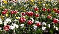 Beautiful tulips in tulip field with green leaf Royalty Free Stock Photo