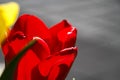 Beautiful tulips flower in tulip field at winter or spring day. Royalty Free Stock Photo