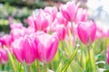 Tulip flower. Beautiful tulips in tulip field with green leaf background at winter or spring day. Royalty Free Stock Photo