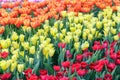 Tulip flower. Beautiful tulips in tulip field with green leaf background at winter or spring day. Royalty Free Stock Photo