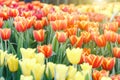 Tulip flower. Beautiful tulips in tulip field with green leaf background at winter or spring day. Royalty Free Stock Photo