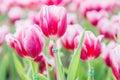 Tulip flower. Beautiful tulips in tulip field with green leaf background at winter or spring day. Royalty Free Stock Photo
