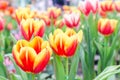 Tulip flower. Beautiful tulips in tulip field with green leaf background at winter or spring day. Royalty Free Stock Photo