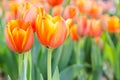 Tulip flower. Beautiful tulips in tulip field with green leaf background at winter or spring day. broken tulip Royalty Free Stock Photo