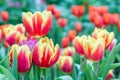 Tulip flower. Beautiful tulips in tulip field with green leaf background at winter or spring day. broken tulip Royalty Free Stock Photo