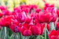 Tulip flower. Beautiful tulips in tulip field with green leaf background at winter or spring day. broken tulip