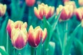 Tulip flower. Beautiful tulips in tulip field with green leaf background at winter or spring day. Royalty Free Stock Photo