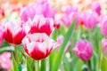 Tulip flower. Beautiful tulips in tulip field with green leaf background at winter or spring day.