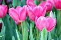 Tulip flower. Beautiful tulips in tulip field with green leaf background at winter or spring day.