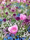 Tulip flower. Beautiful tulips in tulip field.