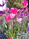 Tulip flower. Beautiful tulips in tulip field.