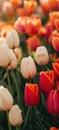 Tulip flower bed. Red and White Flowers in Field Royalty Free Stock Photo