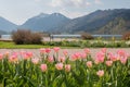 Tulip flower bed at spa garden Schliersee, view to Brecherspitze mountain