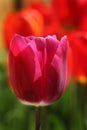Tulip flower in bloom. Royalty Free Stock Photo