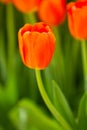 Tulip flower blooming in spring season Royalty Free Stock Photo