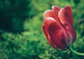 Tulip flower blooms in spring