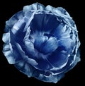 tulip flower blue. isolated on the black background. No shadows with clipping path. Close-up. Royalty Free Stock Photo