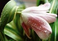 tulip green leaf drops close-up light