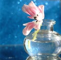 tulip flower bouquet glass vase blue background reflection