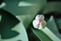 Tulip flower bud, blurry soft green leaves background, close up detail Royalty Free Stock Photo