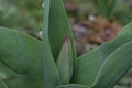 Tulip Flower Bud with Brachts 01 Royalty Free Stock Photo